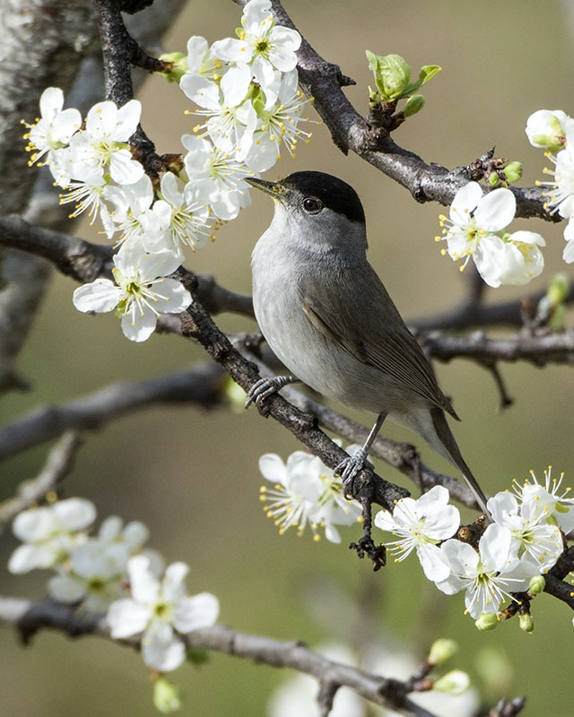 Capinera (Sylvia atricapilla) ♂ e ♀